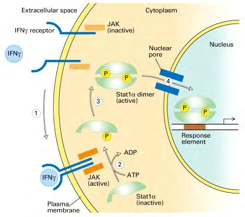 Model for cytokine receptor activation: