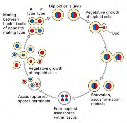 Life cycle of the budding yeast, S.