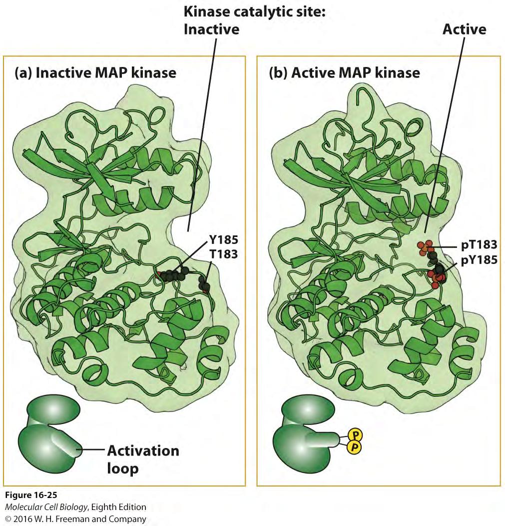 Phosphorylation of activation lip activates MAP kinase In inactive state, catalytic site is blocked by lip.