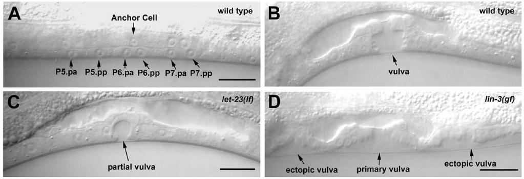 Genetic dissection of vulva development in C. elegans The gonadal anchor cells sends an inductive signal to ventral precursor cells that generate vulval tissue.