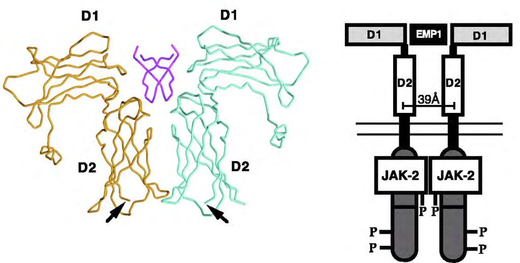 Crystal structure of EpoR bound to peptide