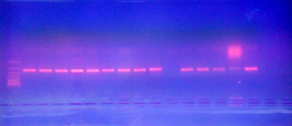 Scar primer -1, after PCR amplification generated 457bp DNA bands in WSV resistant P.