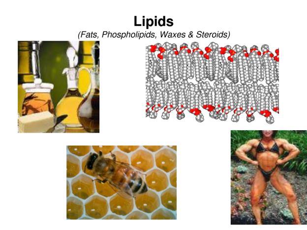 BIOCHEMISTRY Lipids: Hydrocarbon-based molecules that are hydrophobic - (insoluble in water or
