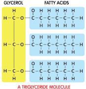 BIOCHEMISTRY FATS & OILS: Large, HIGH energy-storing molecules, each built from two components: One molecule of glycerol, a
