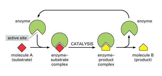 BIOCHEMISTRY ENZYMES: Enzymes are proteins capable of speeding chemical reactions without being consumed (used).