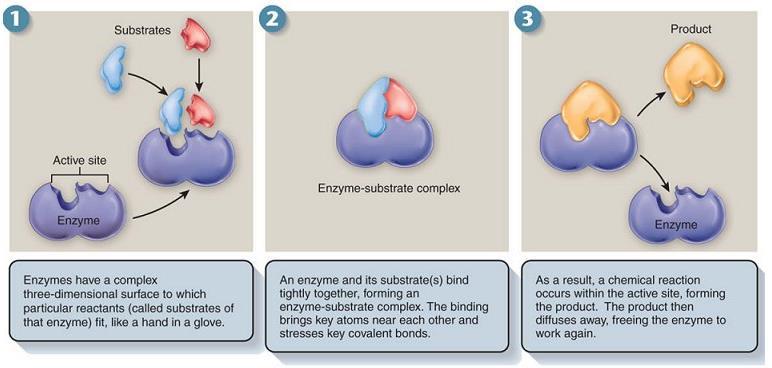 ENZYMES: BIOCHEMISTRY Enzymes have a variety of functions in the body,