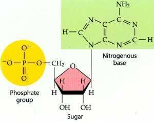 BIOCHEMISTRY NUCLEIC ACIDS: Individual nucleotides are linked by phosphate bonds and contain