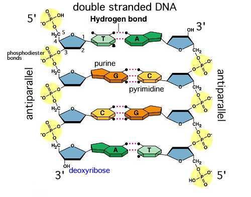 BIOCHEMISTRY NUCLEIC ACIDS: The double helix (double strand) is formed from weak hydrogen bonds between