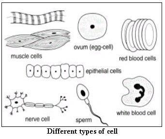 Structure & Function of the Cell Not all cells are alike Cells are limited in size by