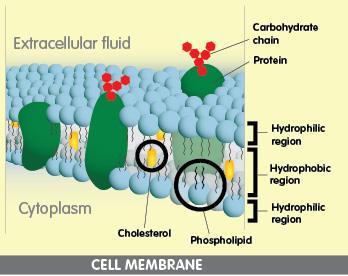 CELL MEMBRANE Membrane proteins embedded in the bilayer help