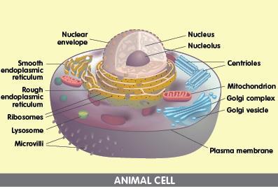 TYPES OF CELLS Vesicles: Sacs in which substances are transported or stored.