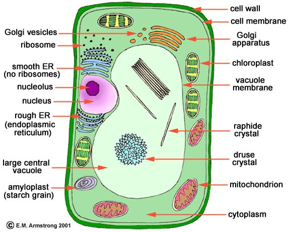 TYPES OF CELLS Plant cells contain several additional components: Chloroplasts: Sites of photosynthesis.
