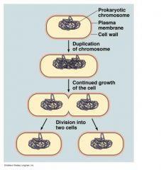 Mitosis (eukaryotes) Results in identical cells, or clones of the