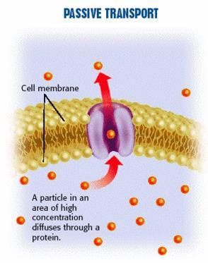 HOMESTASIS & TRANSPORT Diffusion & Passive Transport (Require No Energy): Molecules move freely across a membrane