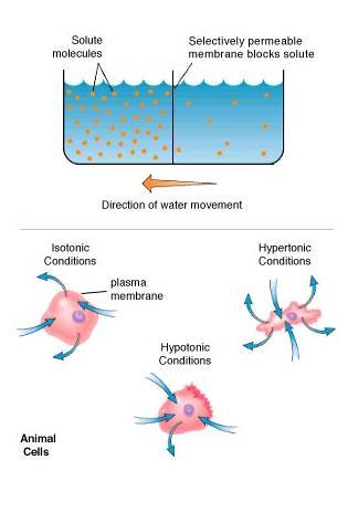 HOMESTASIS & TRANSPORT Osmosis is the diffusion of water across a membrane.