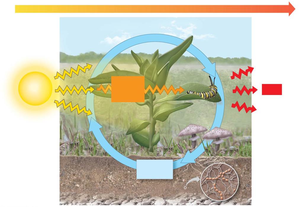 Figure 1.9 We learned in BIOL 1406 ENERGY FLOW Chemicals pass to organisms that eat the plants.
