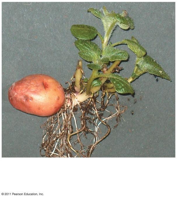 shoots that look unhealthy, and it lacks elongated roots.