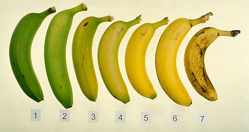 Fruit Ripening Ethylene triggers ripening, and ripening triggers release of more ethylene