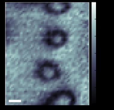 Scanned probe imaging of superconducting vortices Vortices in BaFe 2 (As 0.7 P 0.