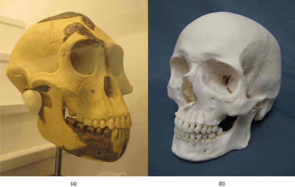 The skull of (a) Australopithecus afarensis, an early hominid that lived between two and three million years ago, resembled that of (b) modern humans but was smaller with a sloped forehead and