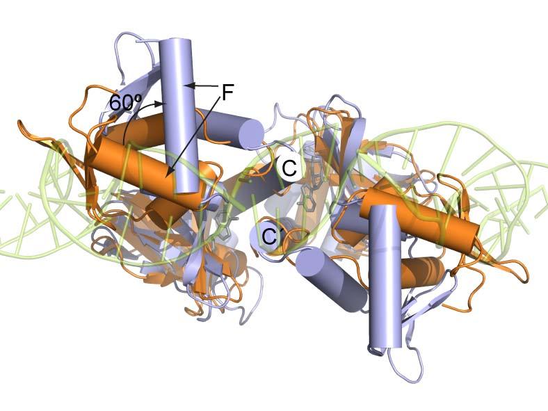 Figure S2. Structural comparison of apo-cap (orange) and CAP-cAMP 2 -DNA (blue) 9.