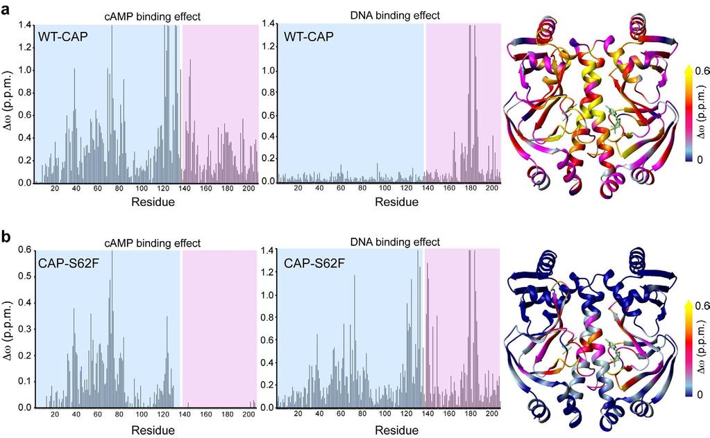 Figure S4. Effect of camp and DNA binding on the structure of WT-CAP (a) and CAP-S62F (b) as assessed by chemical shift mapping. Chemical shift difference (Δω; p.p.m.) values are plotted as a function of residue number.