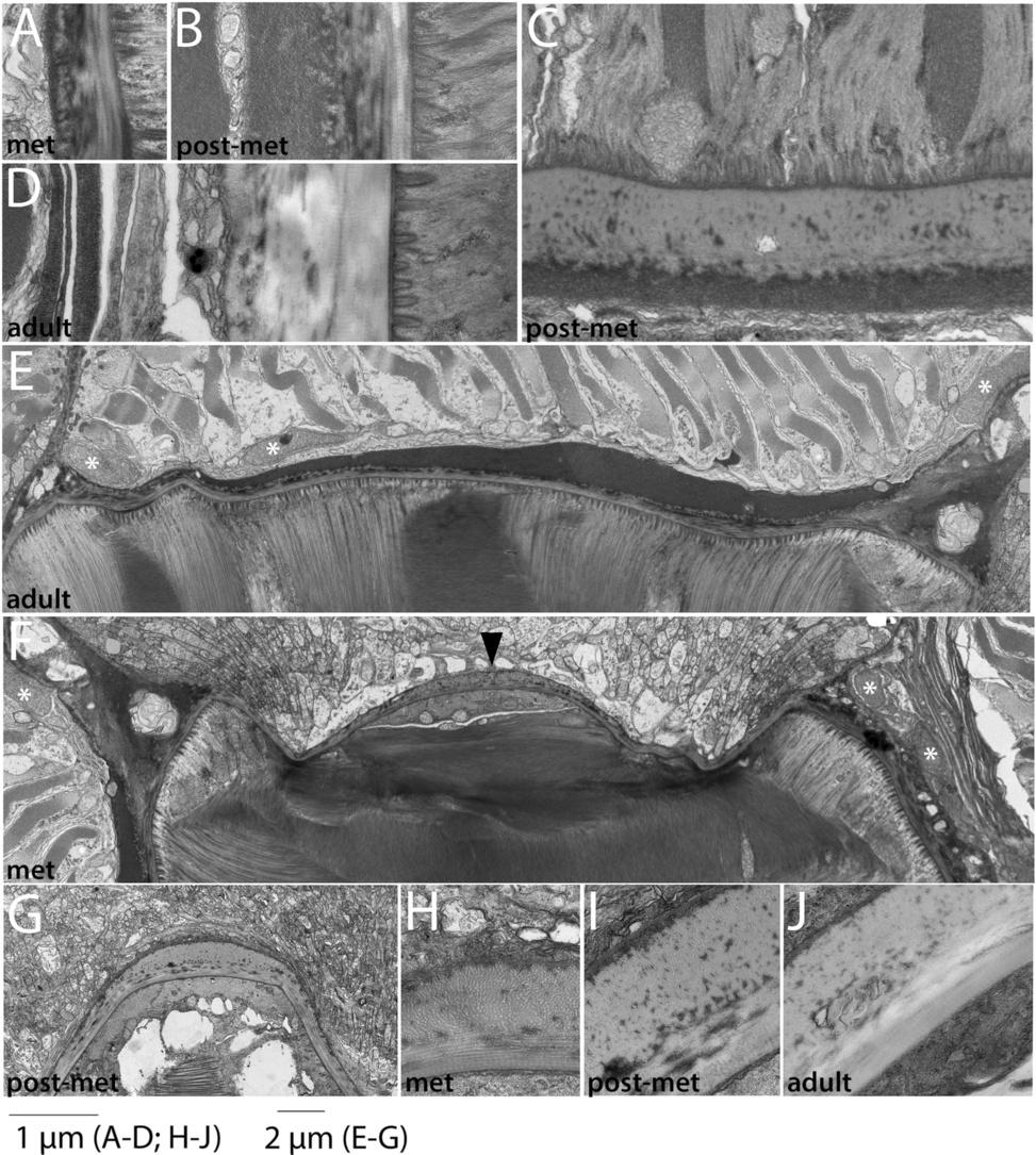 Mansfield et al. EvoDevo (2015) 6:21 Page 19 of 30 Figure 11 Development of the notochordal sheath (2): metamorphic and adult stages.