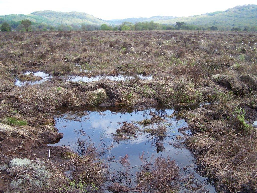 Example The restoration of bogs by blocking grips and drains What is the aim of the restoration work? Is it a) the restoration of peat-forming conditions?