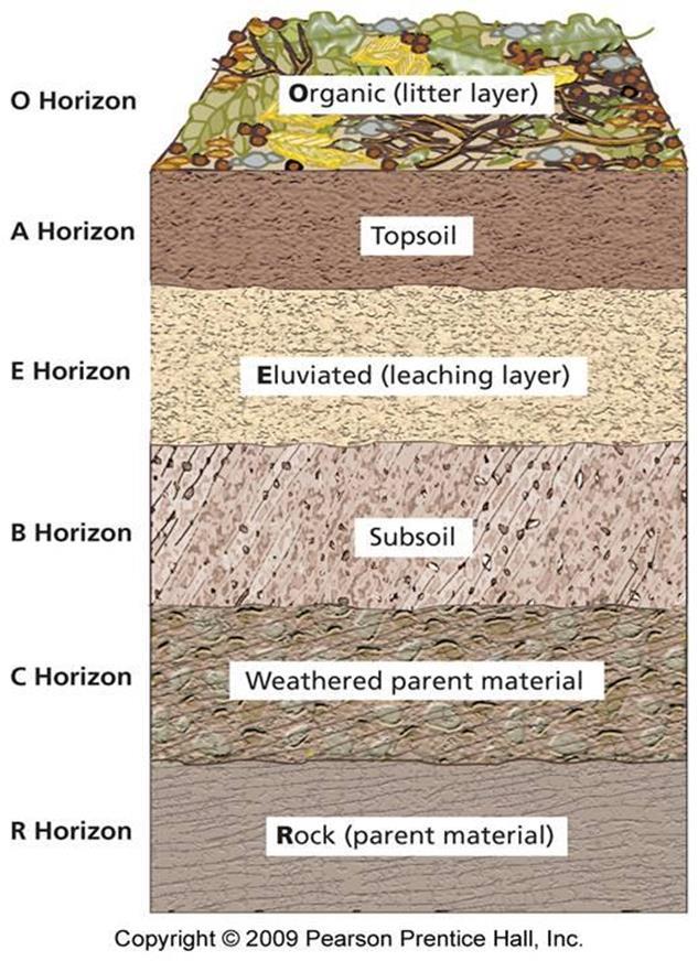 SOIL Soil is a thin layer of earth s crust which