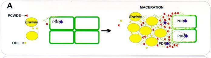 Virulence factors: sneak attack by Diagram to illustrate Erwinia carotovora PCWDE=