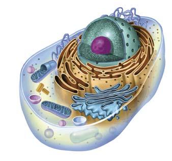Mitochondria and Chloroplasts Chloroplasts Chloroplast Plants and some other organisms contain chloroplasts.