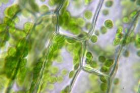 Cell Wall What is the function of the cell wall? 25 of 49 Cell Wall Cell Wall found in plants.
