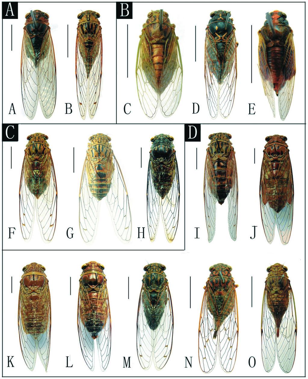 Wetting properties of cicada wings 3149 Fig. 1. Adult cicada species used in this study.