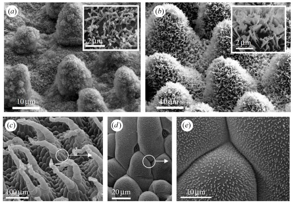 3 Figure 1.1: SEM images of different kinds of hierarchical structures in plants: (a) The lotus (Nelumbo nucifera), (b) Euphorbia myrsinites, and (c-e) Salvinia oblongifolia [1].