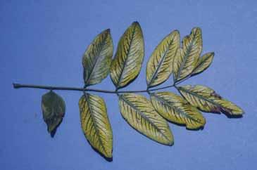 Deficiency of boron (B) manifests as tiny, distorted growth of young leaves, upward cupping of leaves, and a witches broom effect (multiple, tiny branches at shoot tips). Figure 10.