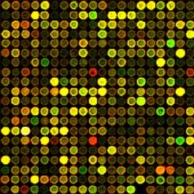 Measuring mrna Microarrays are tools that make it possible to measure the level of mrna for thousands of