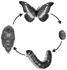 -1). Right: metamorphosis of butterflies. Such cyclic metamorphoses in the family of 24 complete sets of Walsh functions (Fig.