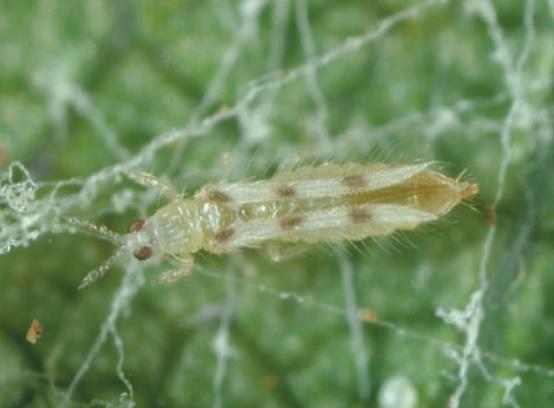 (Scolothrips