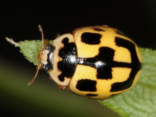 lady beetle Natives
