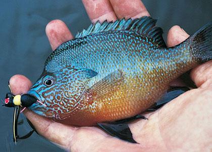 Figure 16. Bluegill and green sunfish. 3. Character displacement: The term character displacement is generally described as the morphological difference/s due to competition.