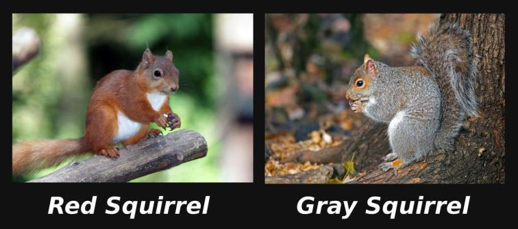 Figure 18. Gray squirrel replaced the red squirrel in Britain. (Ref: http://www.buzzle.com/articles/competitive-exclusion-principle-explained-with-examples.