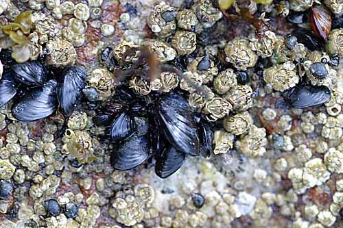 not fulfilling their requirement. The barnacles, try to get an open place before anyone else does settle there. Figure 7.
