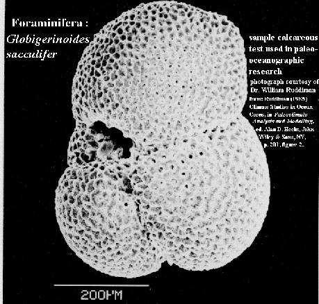 ) Radiolaria -- animals Diatoms -- plants Radiolarian Biogenic Sediment