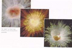 calcareous oozes (foraminifera,