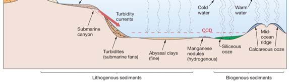 Distribution of Marine Sediments: sediments thickest along continental margins, thin at midocean
