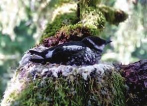 Spatio-temporal dynamics of Marbled Murrelet hotspots during nesting along the Washington to California