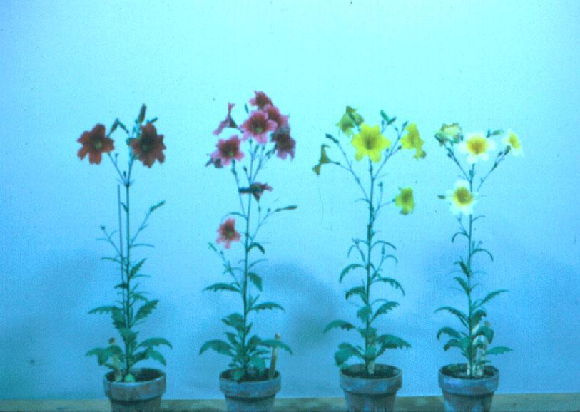 Flowering Salpiglossis plants which