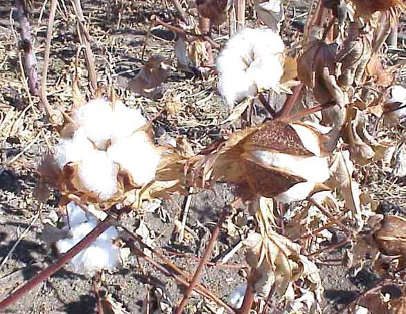 - Used in cotton and potato field before