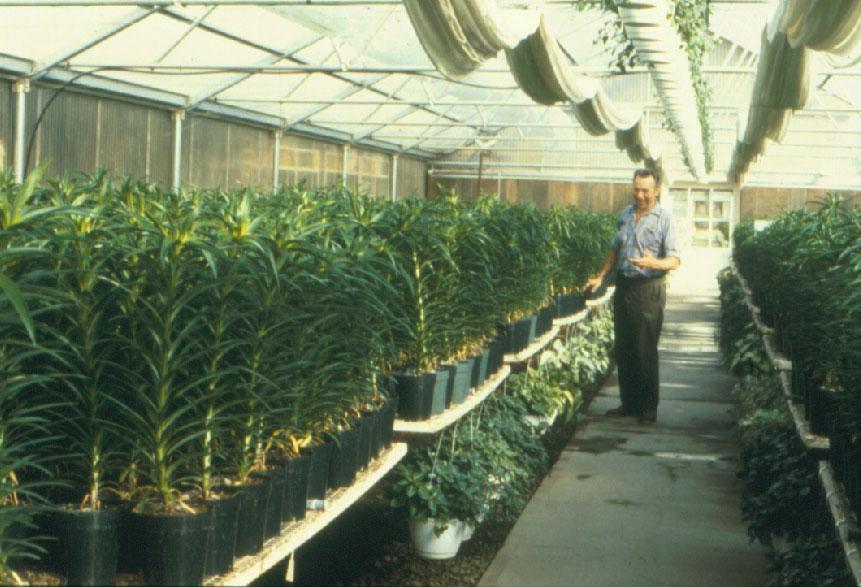 Greenhouse Production of Easter Lily