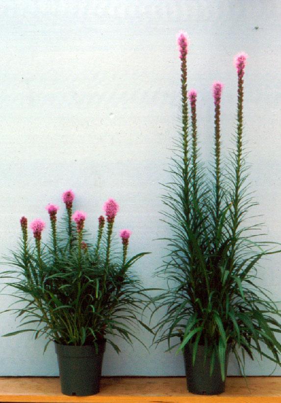 Plant height control on Liatris (gay feather) by